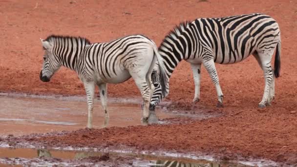 Plains Zebras Equus Burchelli Drinking Waterhole Mokala National Park South — Stock Video