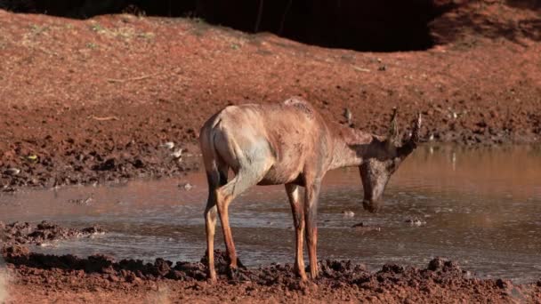 Une Antilope Tsessebe Damaliscus Lunatus Jouant Dans Boue Dans Trou — Video