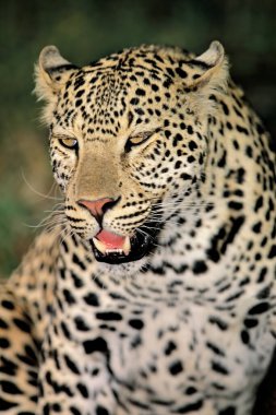 Güney Afrika 'da doğal yaşam alanında bir leoparın portresi (Panthera pardus)