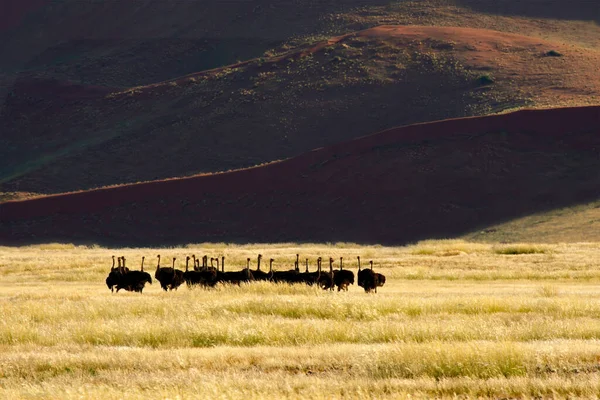 Paisaje Del Desierto Con Avestruces Struthio Camelus Sossusvlei Namibia — Foto de Stock