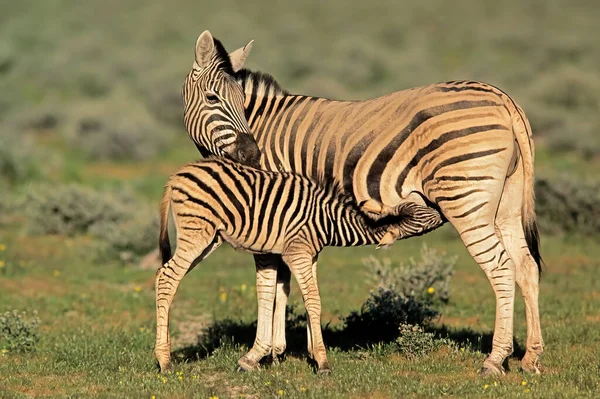 Una Zebra Pianura Equus Burchelli Mare Con Puledro Parco Nazionale — Foto Stock