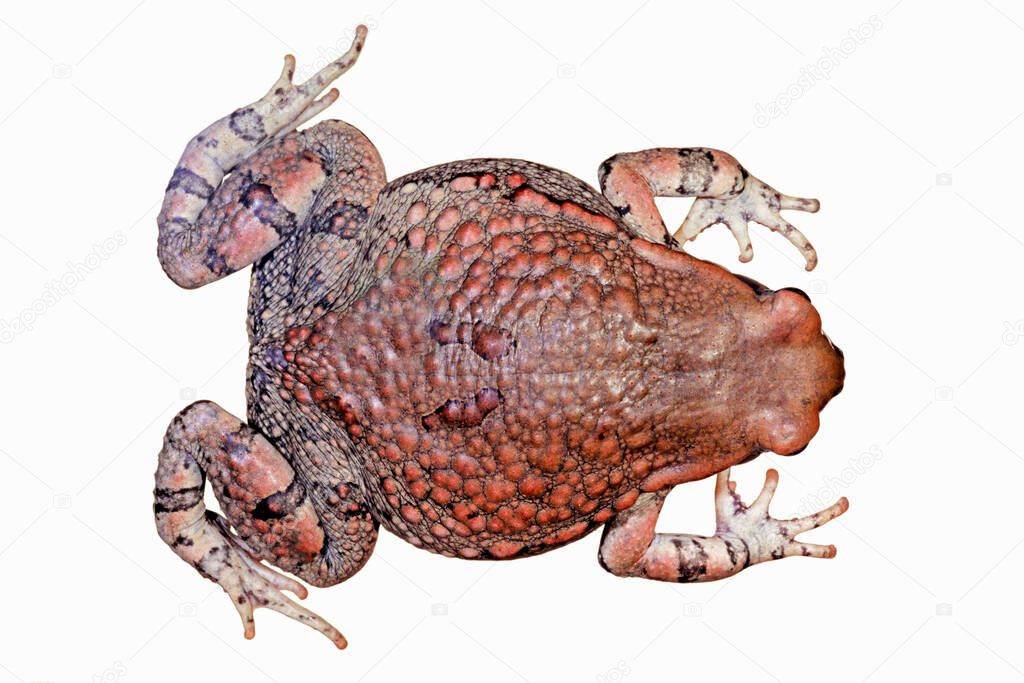 Top view of an African red toad (Schismaderma carens) isolated on white
