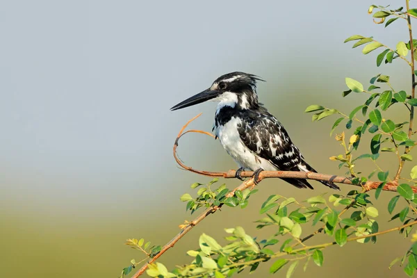 Pied Kingfisher Ceryle Rudis Empoleirado Ramo Kruger National Park África — Fotografia de Stock