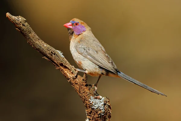 Female Violet Eared Waxbill Uraeginthus Granatinus Perched Branch South Africa — Stock Photo, Image