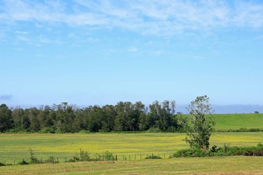 Güney Afrika sulama altında yemyeşil tarlaları olan kırsal tarım arazisi
