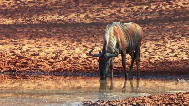 Blue Wildebeest Connochaetes Taurinus Drinking Waterhole Mokala National Park South — Stock Video