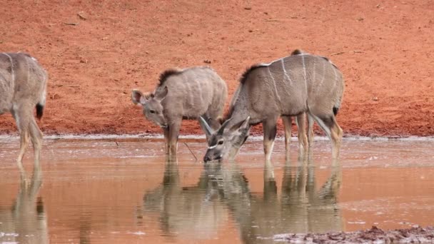 Antilopi Kudu Tragelaphus Strepsiceros Che Bevono Una Pozza Acqua Parco — Video Stock