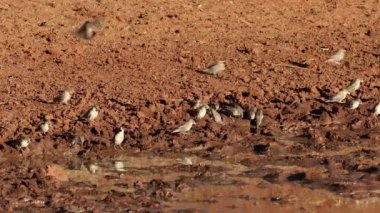 Sosyal dokumacılar (Philetairus socius) Güney Afrika 'da bir su birikintisinde içiyorlar.