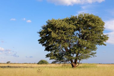 Afrika deve dikeni ağacı (Vachellia erioloba) Güney Afrika 'da çayırlarda