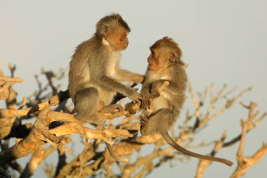Küçük Balili uzun kuyruklu maymunlar (Macaca fascicularis) ağaçta oynarlar, Ubud, Bali, Endonezya