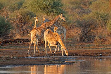 Zürafalar (Giraffa camelopardalis) bir su birikintisinde içiyorlar, Kruger Ulusal Parkı, Güney Afrika