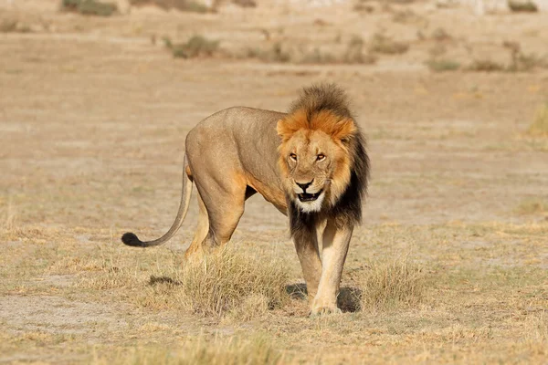 Singa Afrika Jantan Besar Panthera Leo Habitat Alami Taman Nasional — Stok Foto