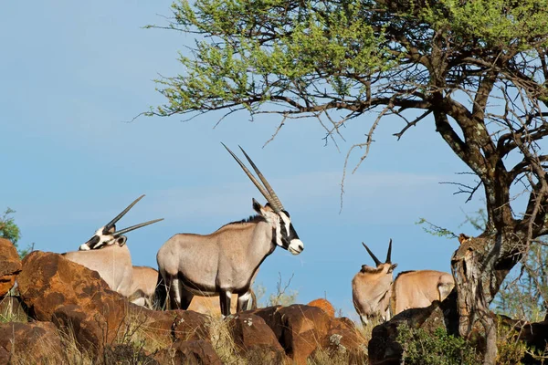 Gemsbok Antílopes Oryx Gazella Habitat Natural Mokala National Park África — Fotografia de Stock