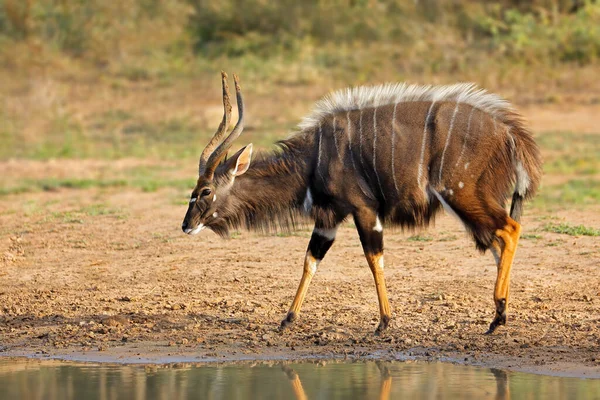 Mannelijke Nyala Antilope Tragelaphus Angasii Mkuze Wildreservaat Zuid Afrika — Stockfoto