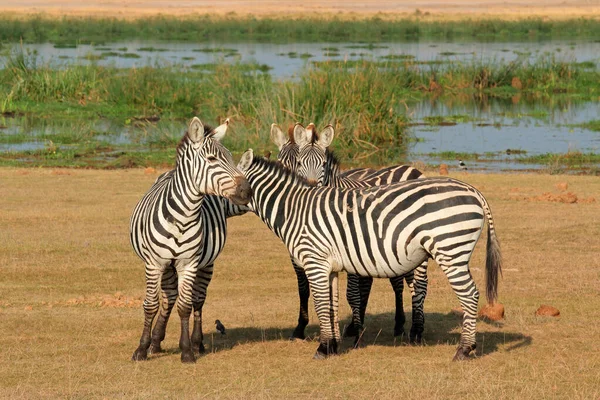 Plains Zebras Equus Burchelli Natural Habitat Amboseli National Park Kenya — Stock Photo, Image