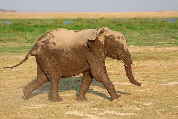 Elefante Africano Esecuzione Loxodonta Africana Parco Nazionale Amboseli Kenya — Foto Stock