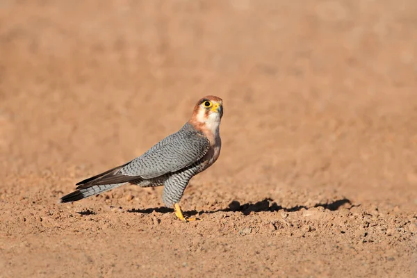 Красношейный Сокол Falco Chicquera Сидит Земле Пустыня Калахари Южная Африка — стоковое фото