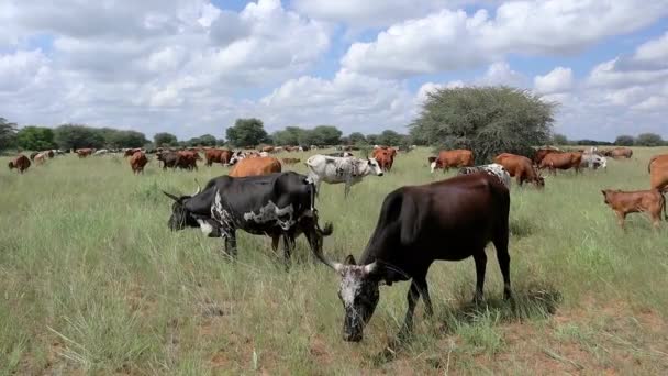 Stádo Volně Žijícího Skotu Pasoucího Pastvinách Venkovské Farmě Jižní Africe — Stock video
