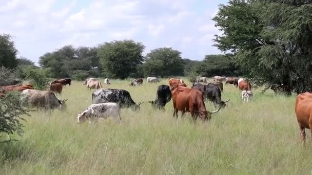 Rebanho Bovinos Criação Livre Pastoreando Pastagens Uma Fazenda Rural África — Vídeo de Stock