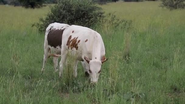 Nguni Tehenek Dél Afrika Őshonos Szarvasmarha Fajtája Legeltetés Egy Vidéki — Stock videók