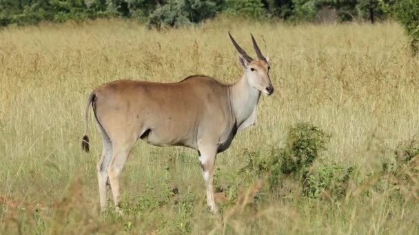 Антилопа Tragelaphus Oryx Естественной Среде Обитания Южная Африка — стоковое видео