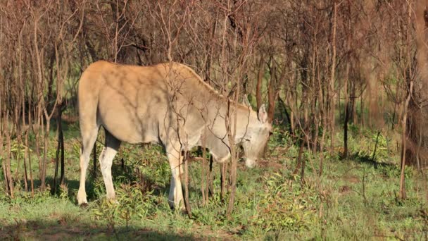 Антилопа Tragelaphus Oryx Естественной Среде Обитания Южная Африка — стоковое видео