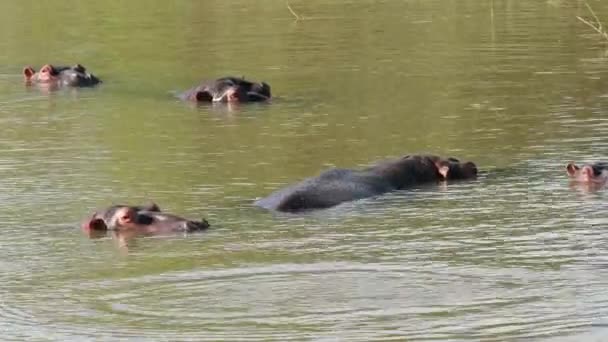 Groupe Hippopotames Hippopotamus Amphibius Immergés Dans Eau Afrique Sud — Video