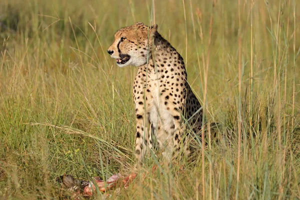 Alert Cheetah Acinonyx Jubatus Sitting Natural Habitat Prey South Africa — Stock Photo, Image