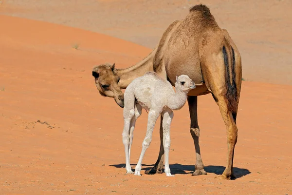 Cammello Con Giovane Vitello Una Duna Sabbia Desertica Penisola Arabica — Foto Stock