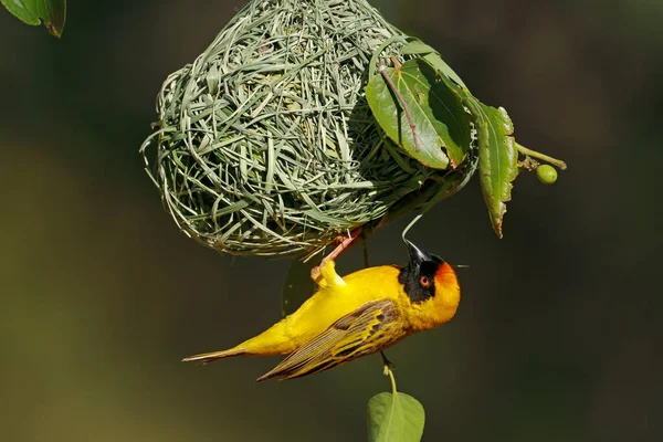 Menší Maskovaný Samec Ploceus Intermedius Visící Pod Jeho Hnízdem Jihoafrická — Stock fotografie