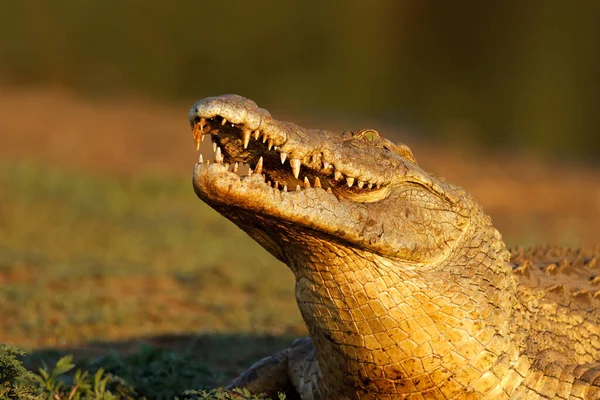 Retrato Grande Crocodilo Nilo Crocodylus Niloticus Com Mandíbulas Abertas Kruger — Fotografia de Stock