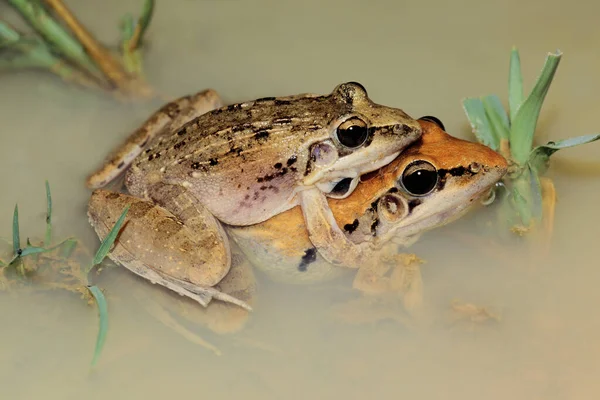 Pair Plain Grass Frogs Ptychadena Anchietae Mating Shallow Water South — Stock Photo, Image