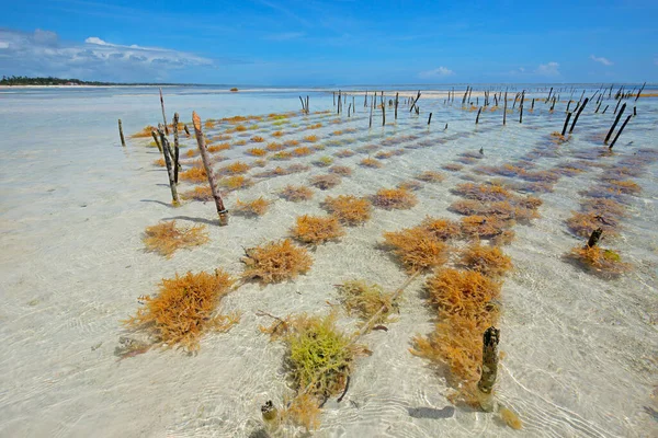 Exploração Algas Marinhas Nas Águas Costeiras Claras Ilha Zanzibar Tanzânia — Fotografia de Stock