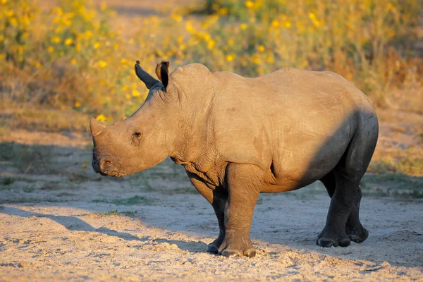 Ung Vit Noshörning Ceratotherium Simum Kalv Naturlig Miljö Sydafrika — Stockfoto