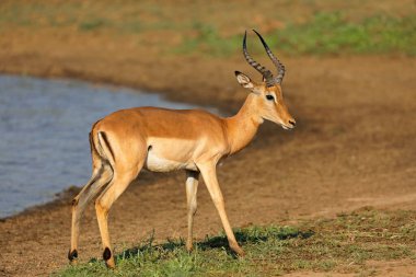 Doğal habitatta erkek impala antilopları (Aepyceros melampus), Kruger Ulusal Parkı, Güney Afrika
