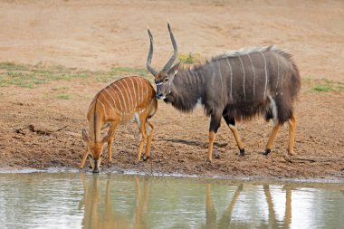 Erkek ve dişi nyala antilopları (Tragelaphus angasii) bir su birikintisinde, Mkuze oyun rezervi, Güney Afrika