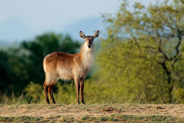 Samica Buka Wodnego Kobus Ellipsiprymnus Środowisku Naturalnym Park Narodowy Kruger — Zdjęcie stockowe