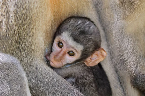 南非克鲁格国家公园 吃奶的小鹅绒猴 Cercopithecus Aethiops — 图库照片