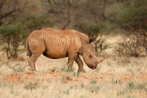 Ung Vit Noshörning Ceratotherium Simum Kalv Naturlig Miljö Sydafrika — Stockfoto
