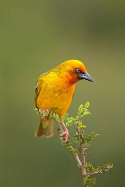 Erkek Burun Dokumacı (Ploceus capensis) Güney Afrika 'da bir dala tünemiştir.
