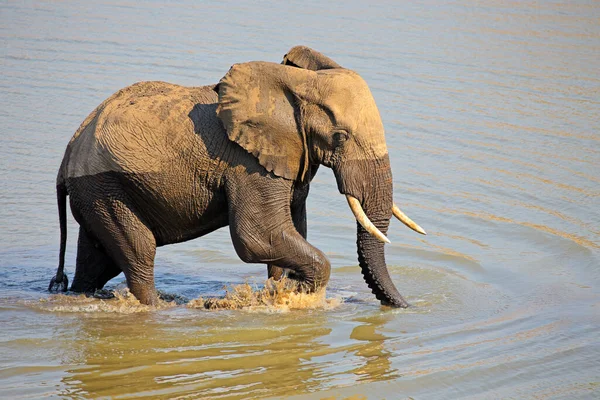 Большой Африканский Слон Бык Loxodonta Africana Прогулка Реке Национальный Парк — стоковое фото