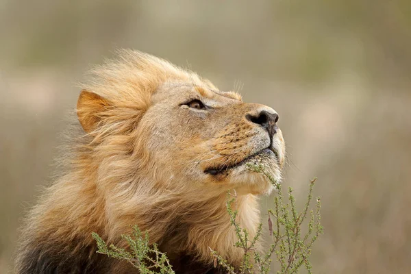 Ritratto Grosso Leone Africano Maschio Panthera Leo Deserto Del Kalahari — Foto Stock