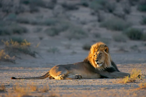 Großer Afrikanischer Löwe Panthera Leo Ruht Morgenlicht Kalahari Wüste Südafrika — Stockfoto