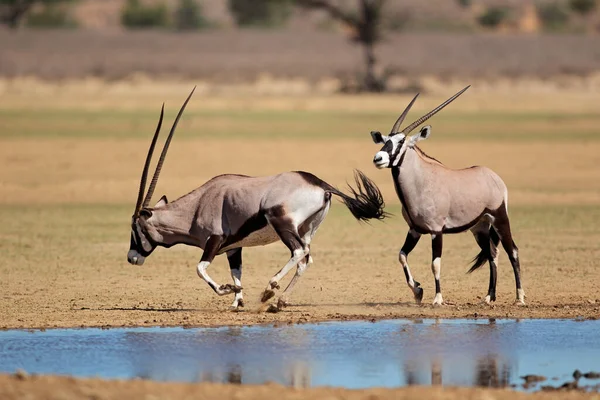Antílopes Gemsbok Oryx Gazella Pozo Agua Desierto Kalahari Sudáfrica — Foto de Stock