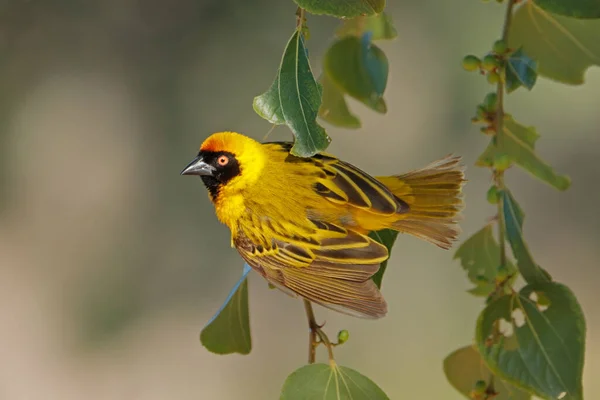 Een Mannelijke Gemaskerde Wever Ploceus Intermedius Een Tak Zuid Afrika — Stockfoto