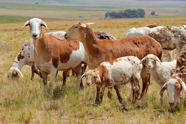 Meatmaster Ovejas Raza Ovejas Indígenas Sudáfrica Granja Rural — Foto de Stock