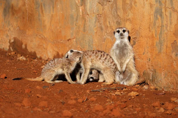 Familia Meerkat Suricata Suricatta Tomando Sol Sudáfrica — Foto de Stock