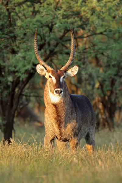 Männliche Wasserbockantilope Kobus Ellipsiprymnus Späten Nachmittagslicht Südafrika — Stockfoto