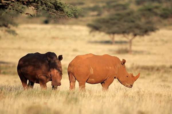 Pár Bílých Nosorožců Ceratotherium Simum Pastvinách Jihoafrická Republika — Stock fotografie