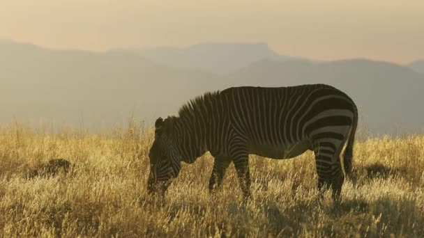 Cebra Montaña Del Cabo Equus Zebra Pastando Primera Hora Mañana — Vídeo de stock